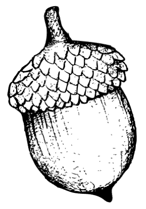 Acorn seed