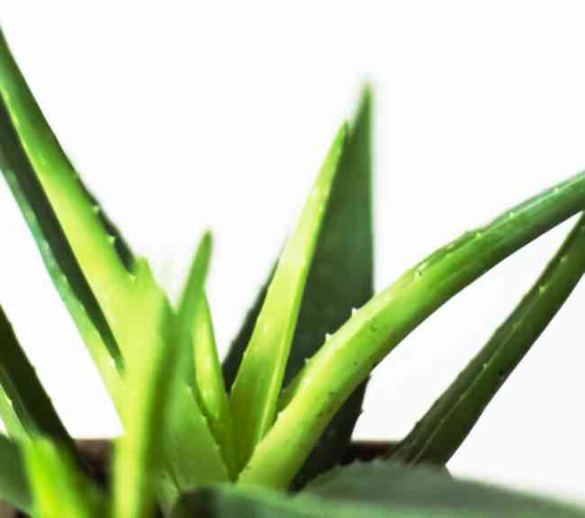 Aloe vera plant - white background