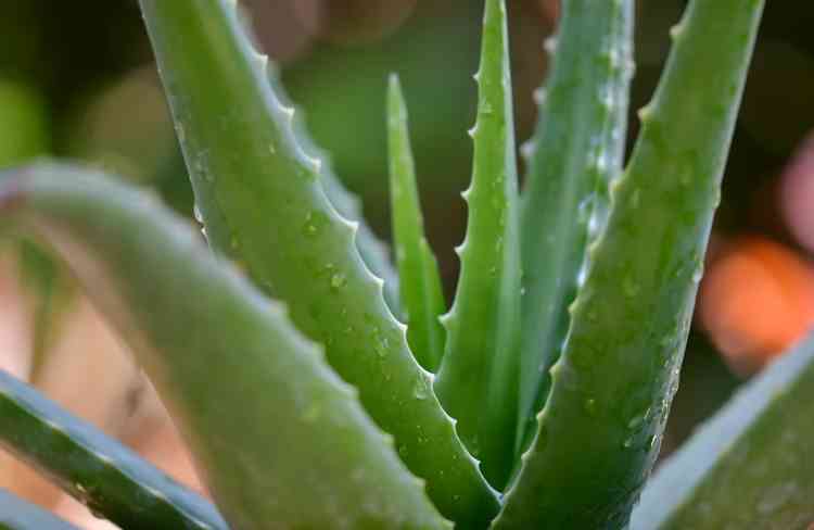 Aloe Vera plant