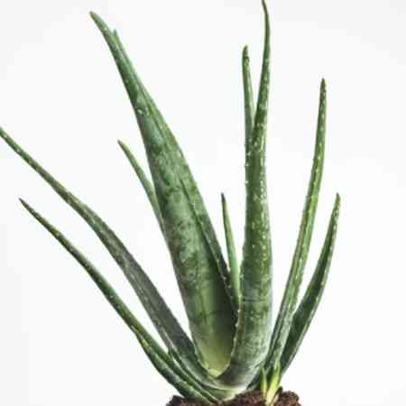 Aloe Vera plant