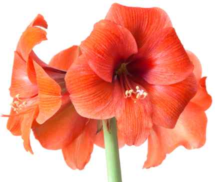 Amaryllis flower