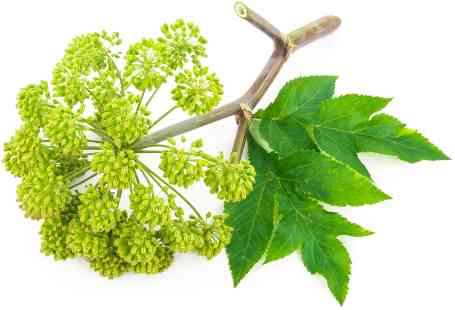 Angelica herb