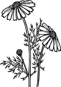 Aster flower