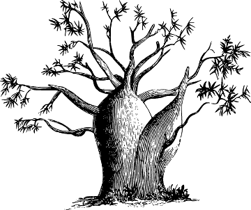 Baobab tree