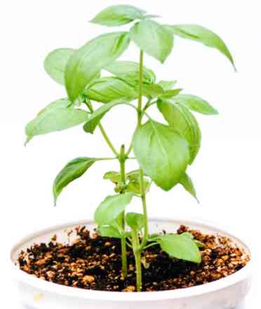 Basil plant
