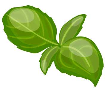 Basil