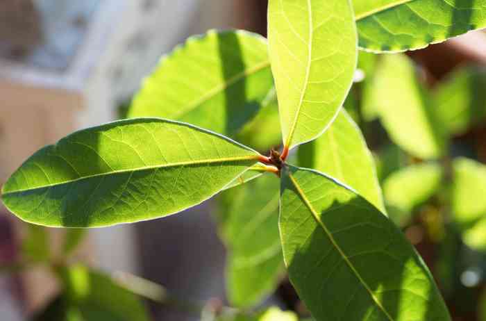 Bay laurel plant