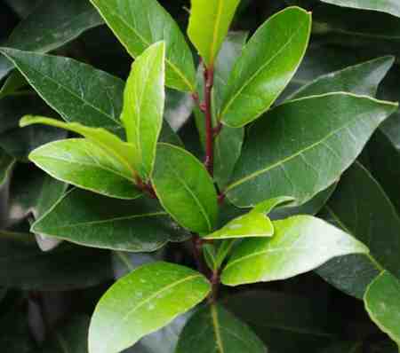 Bay laurel