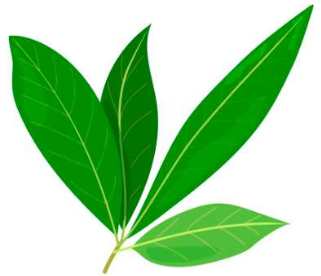 Bay leaves