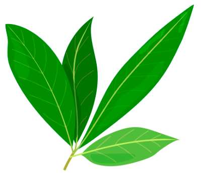 Bay leaves