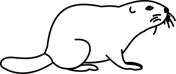 Beaver