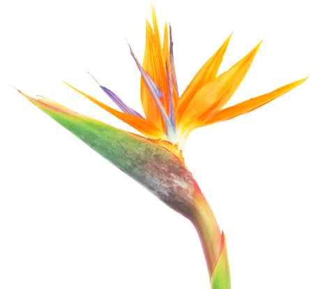 Bird of paradise flower