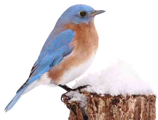 Bluebird