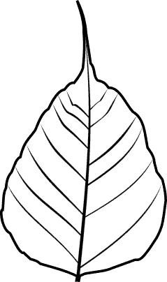 Bodhi leaf