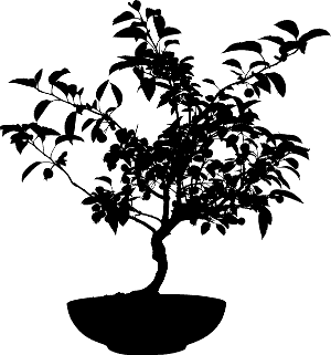 Bonsai tree