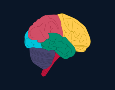 Brain color