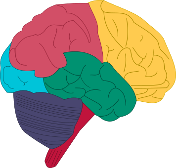 brain colorful