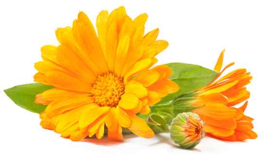 Calendula flower