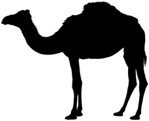 Camel
