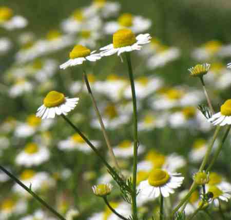 Chamomile