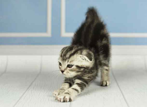 Cat kneading