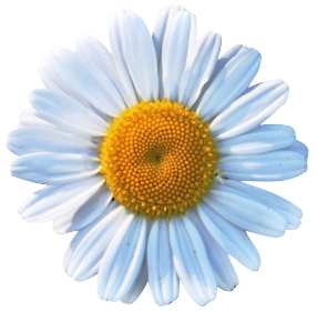 Chamomile flower