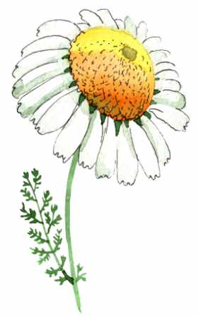 Chamomile flower