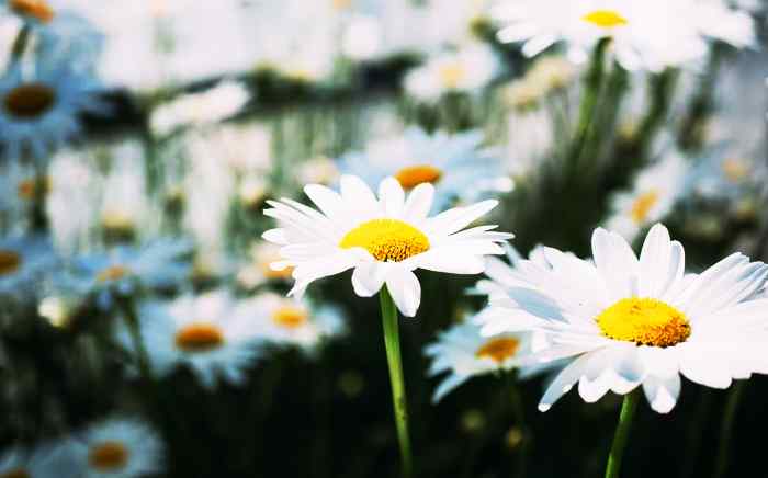 Chamomile flowers