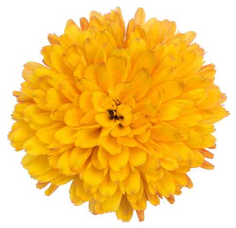 Chrysanthemum flower