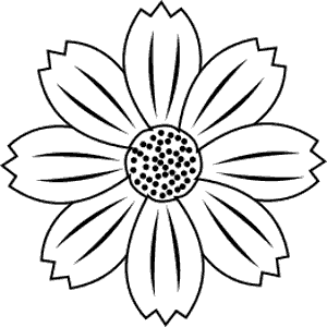 Cosmos flower