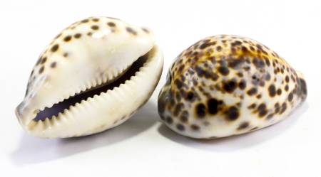 Tiger Cowrie shells