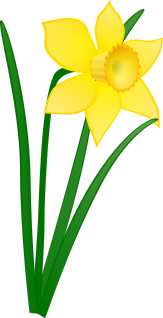 Daffodils