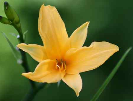 Hemerocallis - Daylily