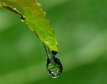 Dew Leaf