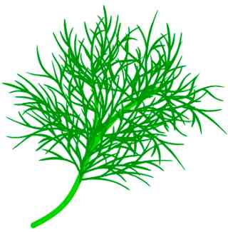 Dill seeds