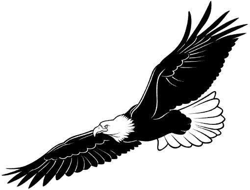 Eagle in flight