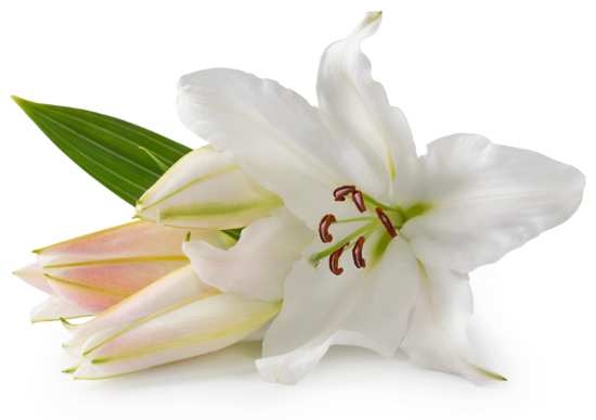 Easter lily