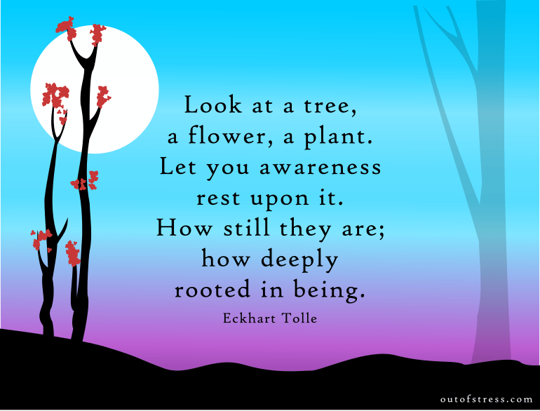 Look at a tree, a flower, a plant, let your awareness rest upon it. – Eckhart Tolle