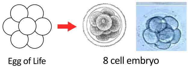Egg of Life embryo