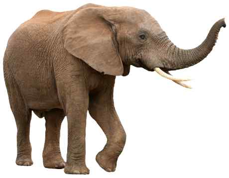 Elephant with trunk raised