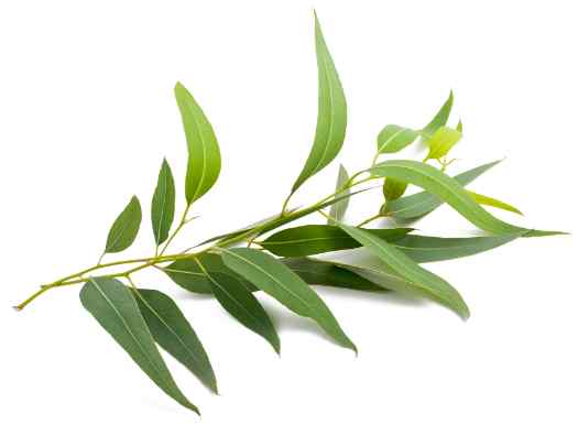 Eucalyptus leaves