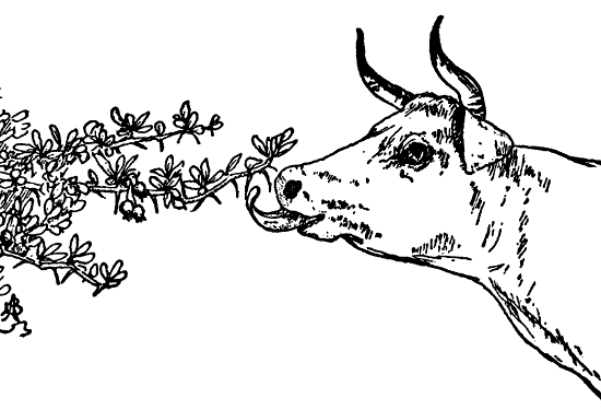 Ferdinand the bull