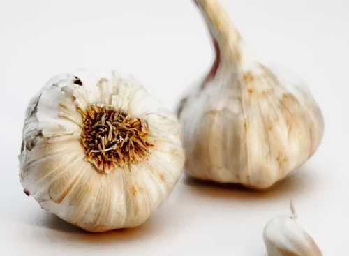 Garlic