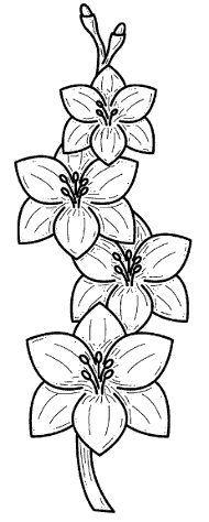 Gladiolus flower