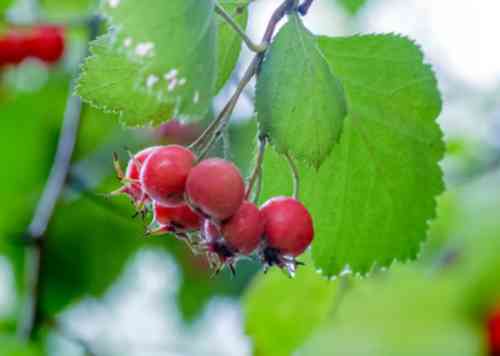 Hawthorn