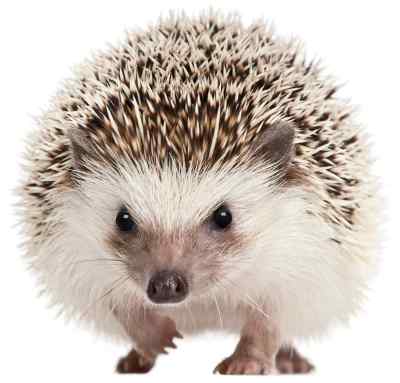 Hedgehog