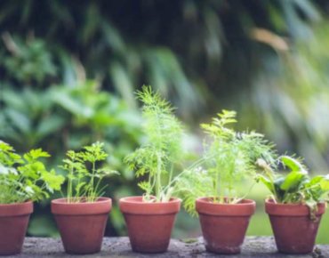 Herbal plants