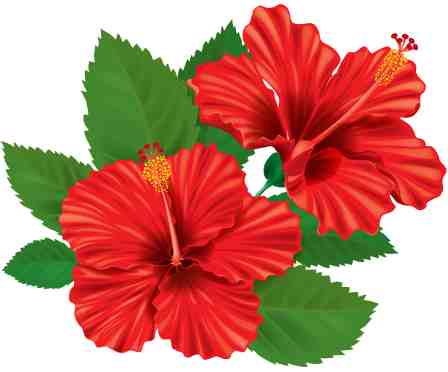 Hibiscus flowers