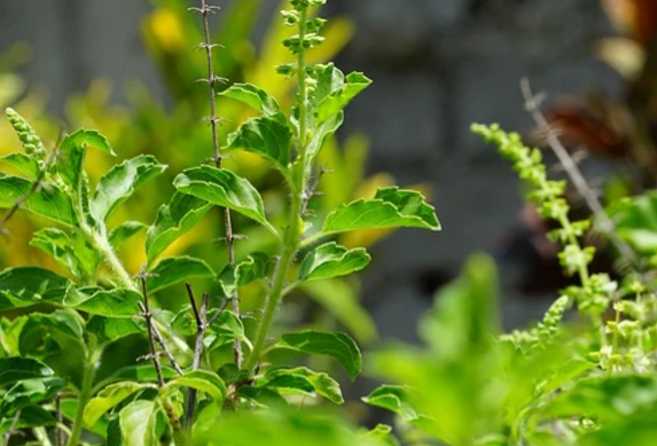 Holy basil outdoors