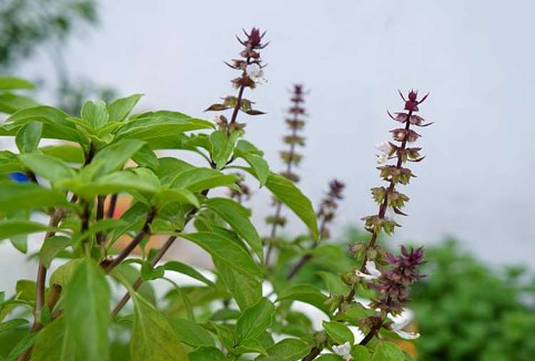 Holy basil plant